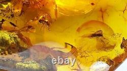 Polished Amber Baltic stones 5 insect inclusion Pendant 20 g Midge Mosquitoes