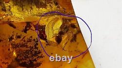 Polished Amber Baltic stones 5 insect inclusion Pendant 20 g Midge Mosquitoes