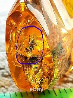 Polished Amber Baltic stones 5 insect inclusion Pendant 20 g Midge Mosquitoes