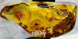 Polished Amber Baltic stones 5 insect inclusion Pendant 20 g Midge Mosquitoes