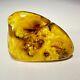 Polished Baltic Amber Stone 67g Yellow Butterscotch Egg Yolk Natural