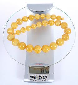 Premimum Modified Egg Yolk Butterscotch Baltic amber bead necklace, 87 grams