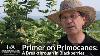 Primer On Primocanes A Breakthrough In Blackberries