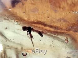 Raw Polished Amber Baltic stones natural 2 insect inside 240 gr Midge Mosquitoes