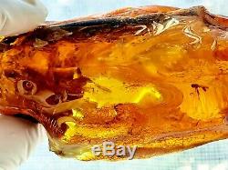 Raw Polished Amber Baltic stones natural 2 insect inside 240 gr Midge Mosquitoes