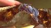 Real Fossilized Amber