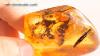 Small With Inclusion Natural Baltic Amber 31 Gram