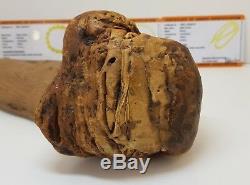 Stone Raw Amber Natural Baltic Big Huge 299g Butterscotch Old Rare White F-1001
