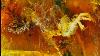 The 10 Most Amazing Fossils Preserved In Amber