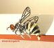 The Largest Bee/Wasp Baltic Amber Pendant on Silver 925