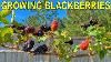 This Blackberry Variety Is The One To Grow Complete Growing Guide