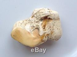 Unique natural shape white bone polished Baltic amber drop nugget