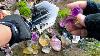 Wow Finding Natural Precious Gemstones In The River Near Mountain How To Find Amethyst Crystal